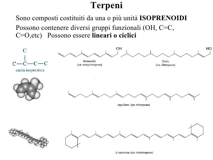 Ne Fanno Parte Steroidi E Terpeni