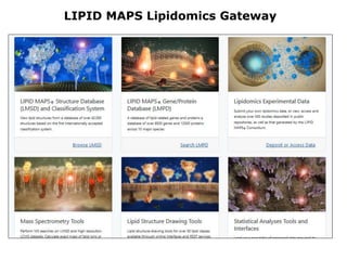 LIPID MAPS Lipidomics Gateway
 
