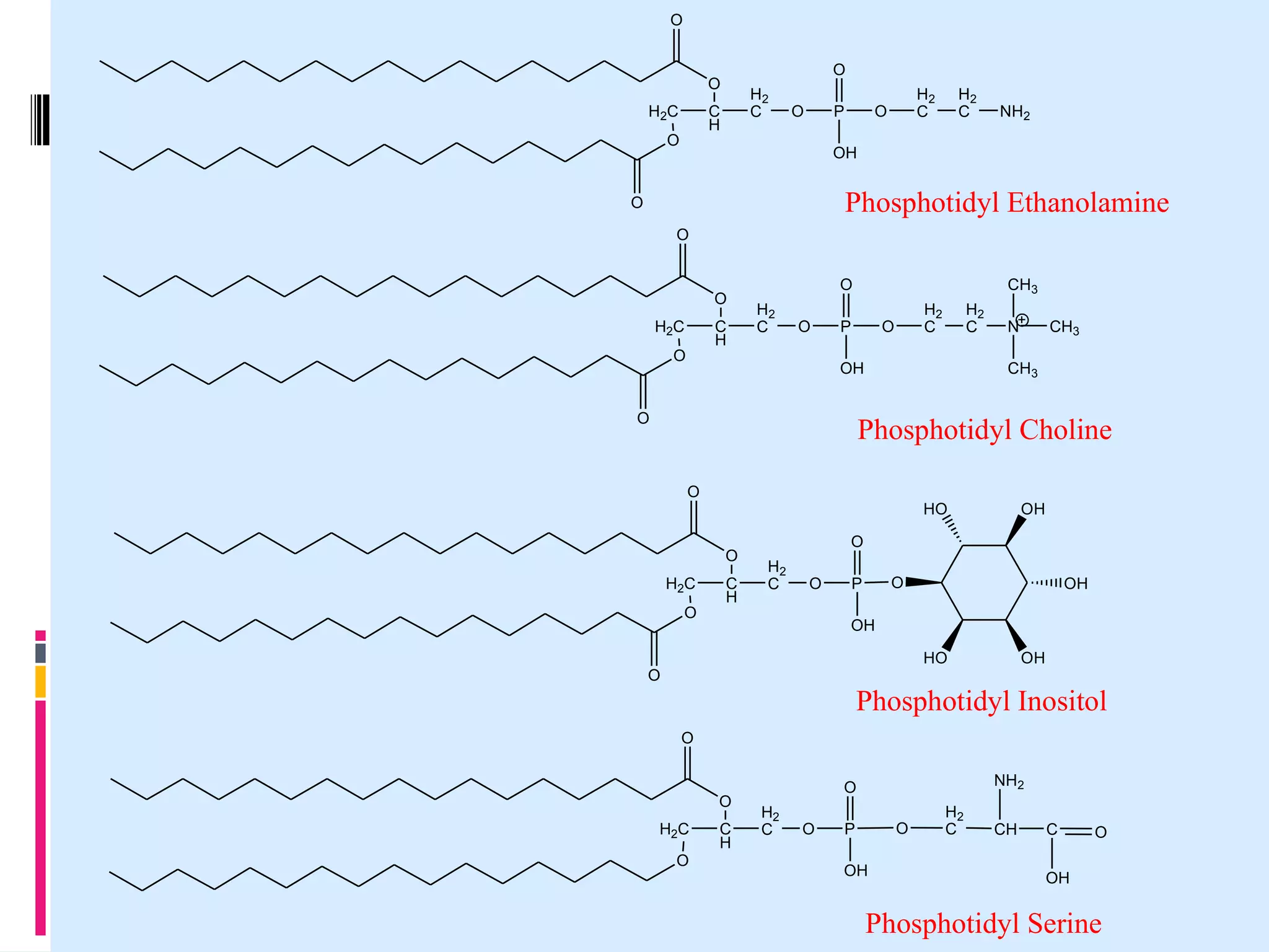 O
O

O
H 2C

H2
C

C
H

O

O

P

H2
C

O

H2
C

NH2

OH

Phosphotidyl Ethanolamine

O
O

O
H2C

C
H

O

O
H2
C

O

CH3

P

H2
C

O

H2
C

OH

O

N

CH3

CH3

Phosphotidyl Choline
O

HO
O

H 2C
O

C
H

OH

O
H2
C

O

O

P

OH

OH
HO

O

OH

Phosphotidyl Inositol
O

O
H2C
O

C
H

NH2

O
H2
C

O

O

P
OH

H2
C

CH

C

O

OH

Phosphotidyl Serine

 