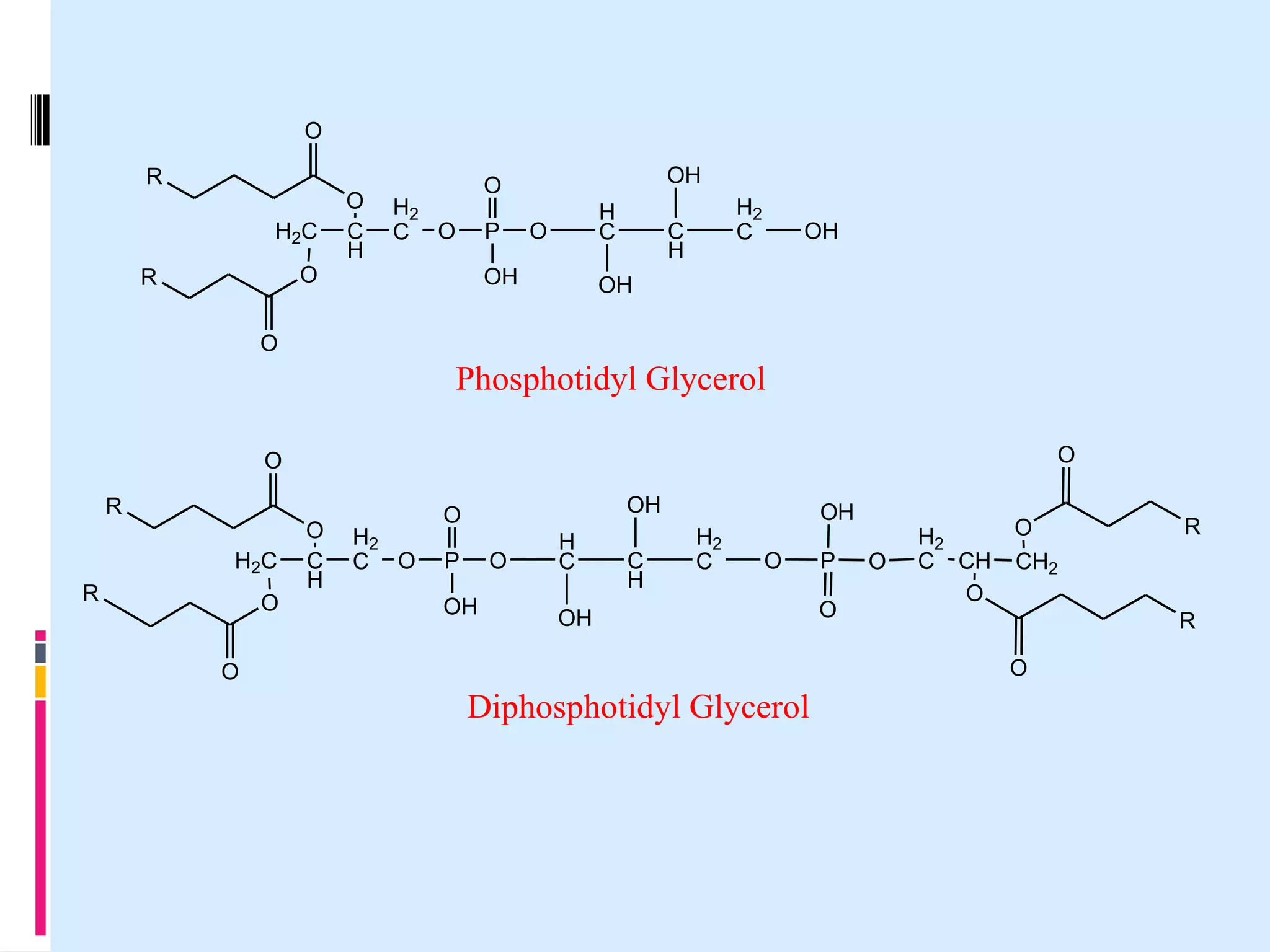 O
R
H2 C
O

R

O
C
H

OH

O

H2
C O

P

H
C

O

OH

H2
C

C
H

OH

OH

O

Phosphotidyl Glycerol
O

O
R
H2 C
R

O

O
C
H

H2
C O

OH

O
P

O

OH

H
C

C
H

H2
C

OH
O

OH

P
O

O

H2
C CH
O

O
CH2

R
O

O

Diphosphotidyl Glycerol

R

 