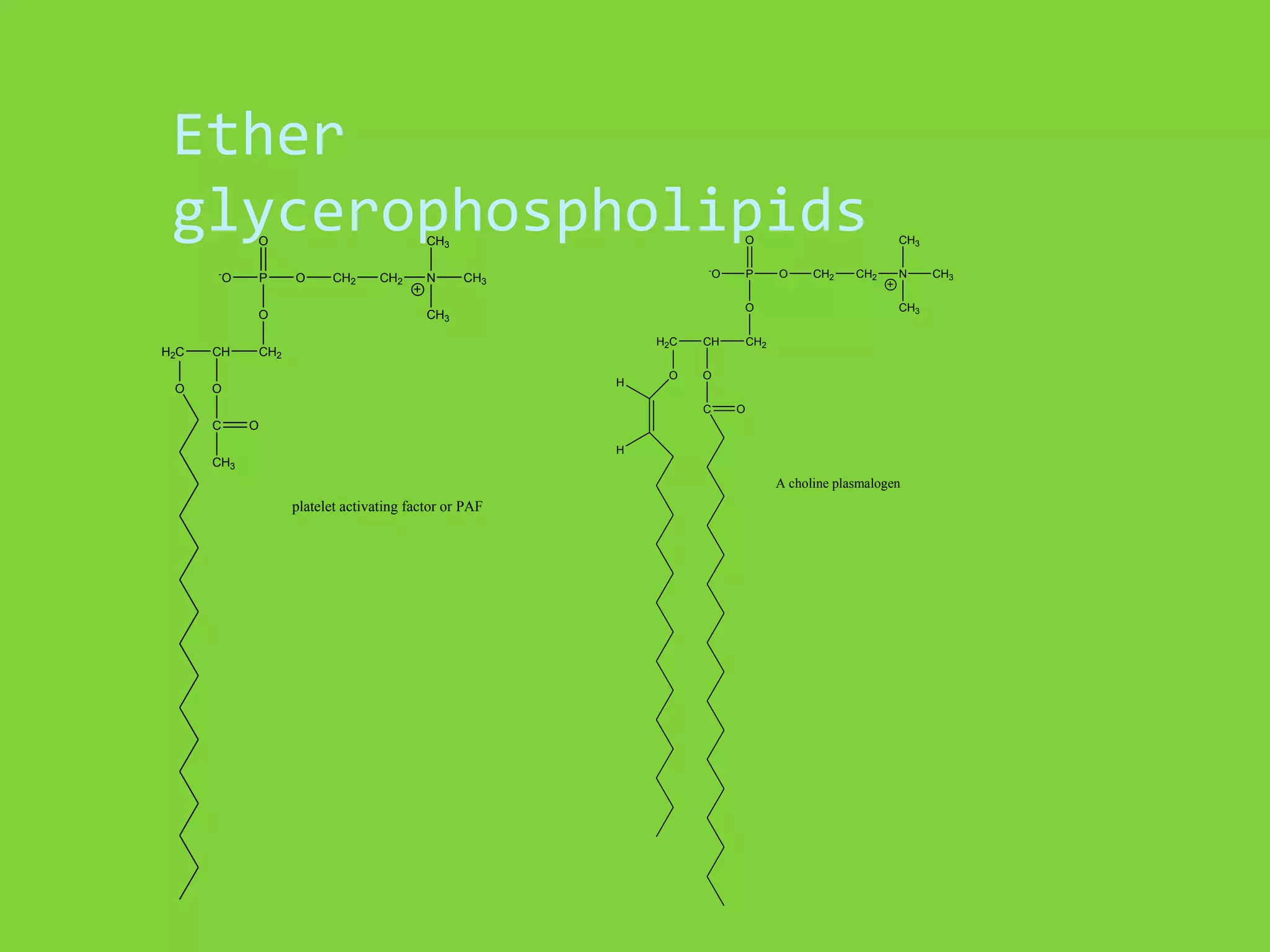 Ether
glycerophospholipids
O

-

O

P
O

H2C
O

CH

O

CH3

O

CH2

CH2

N

-O

CH3

O

CH3
H2C

CH2
H

O

O

CH

O

CH2

CH2

N
CH3

CH2

O
C

C

P

CH3

O

O
H

CH3

A choline plasmalogen

platelet activating factor or PAF

CH3

 