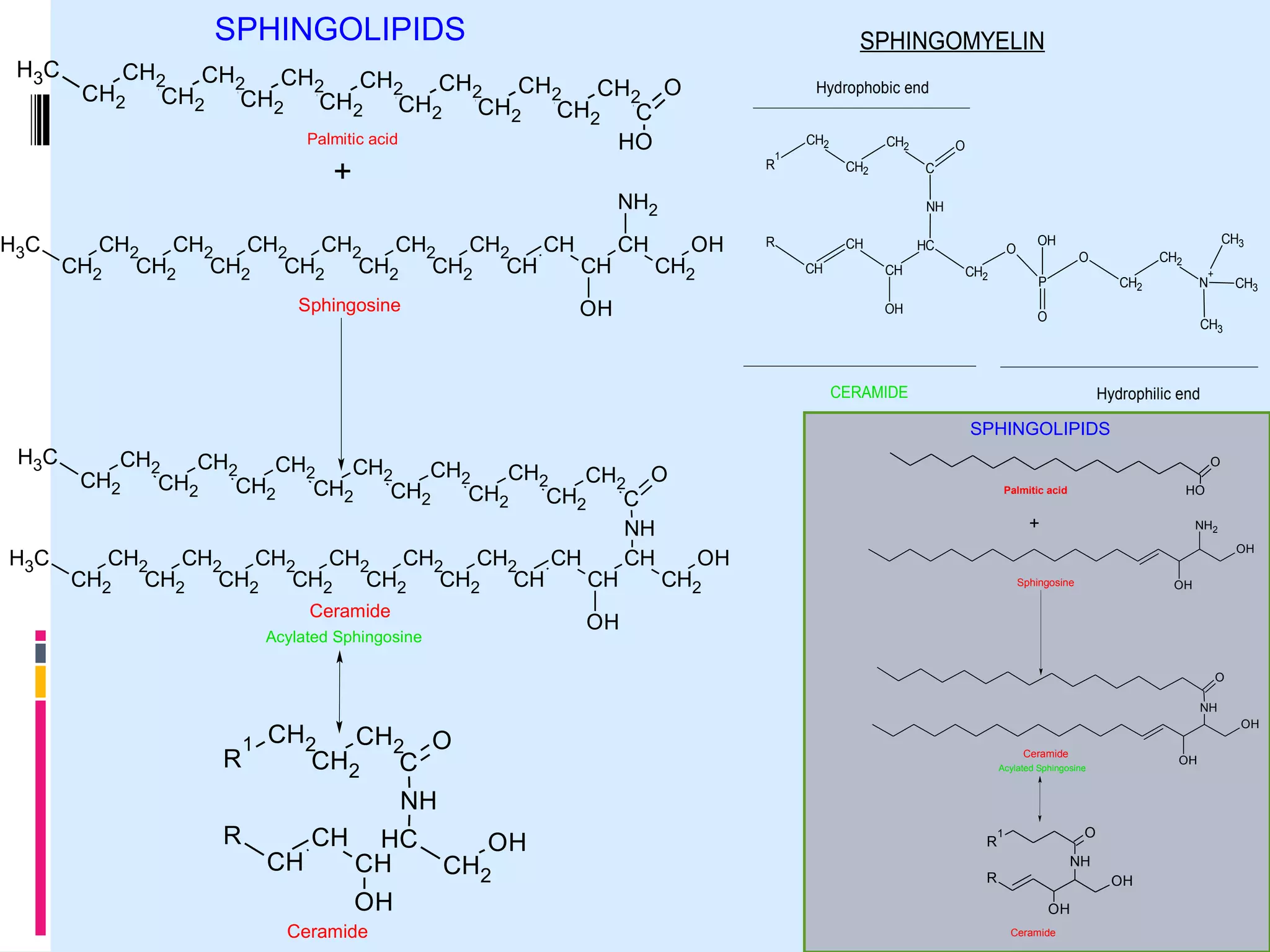 SPHINGOLIPIDS
H 3C

SPHINGOMYELIN

CH2
CH2
CH2
CH2
CH2
CH2
CH2 O
CH2
CH2
CH2
CH2
CH2
CH2
CH2
C
Palmitic acid
HO

+

Hydrophobic end

1

CH2

R

CH2
CH2

NH2
H3C

CH2
CH2
CH2
CH2
CH2
CH2
CH
CH
OH
CH2
CH2
CH2
CH2
CH2
CH2
CH
CH
CH2
Sphingosine

OH

O
C
NH

R

CH
CH

HC
CH

O
CH2

O

CH2

P

OH

CH3

OH
+

CH2

N

O

CH3

CH3

CERAMIDE

Hydrophilic end

SPHINGOLIPIDS

H3C

CH2
CH2
CH2
CH2
CH2
CH2
CH2 O
CH2
CH2
CH2
CH2
CH2
CH2
CH2
C
NH
H3C
CH2
CH2
CH2
CH2
CH2
CH2
CH
CH
OH
CH2
CH2
CH2
CH2
CH2
CH2
CH
CH
CH2
Ceramide
Acylated Sphingosine

O
HO

Palmitic acid

+

NH2
OH

Sphingosine

OH

OH
O
NH

R

1

OH

CH2
CH2 O
CH2
C

Ceramide

OH

Acylated Sphingosine

NH
R

CH

CH

HC
OH
CH
CH2
OH

Ceramide

R

O

1

NH
R

OH
OH
Ceramide

 