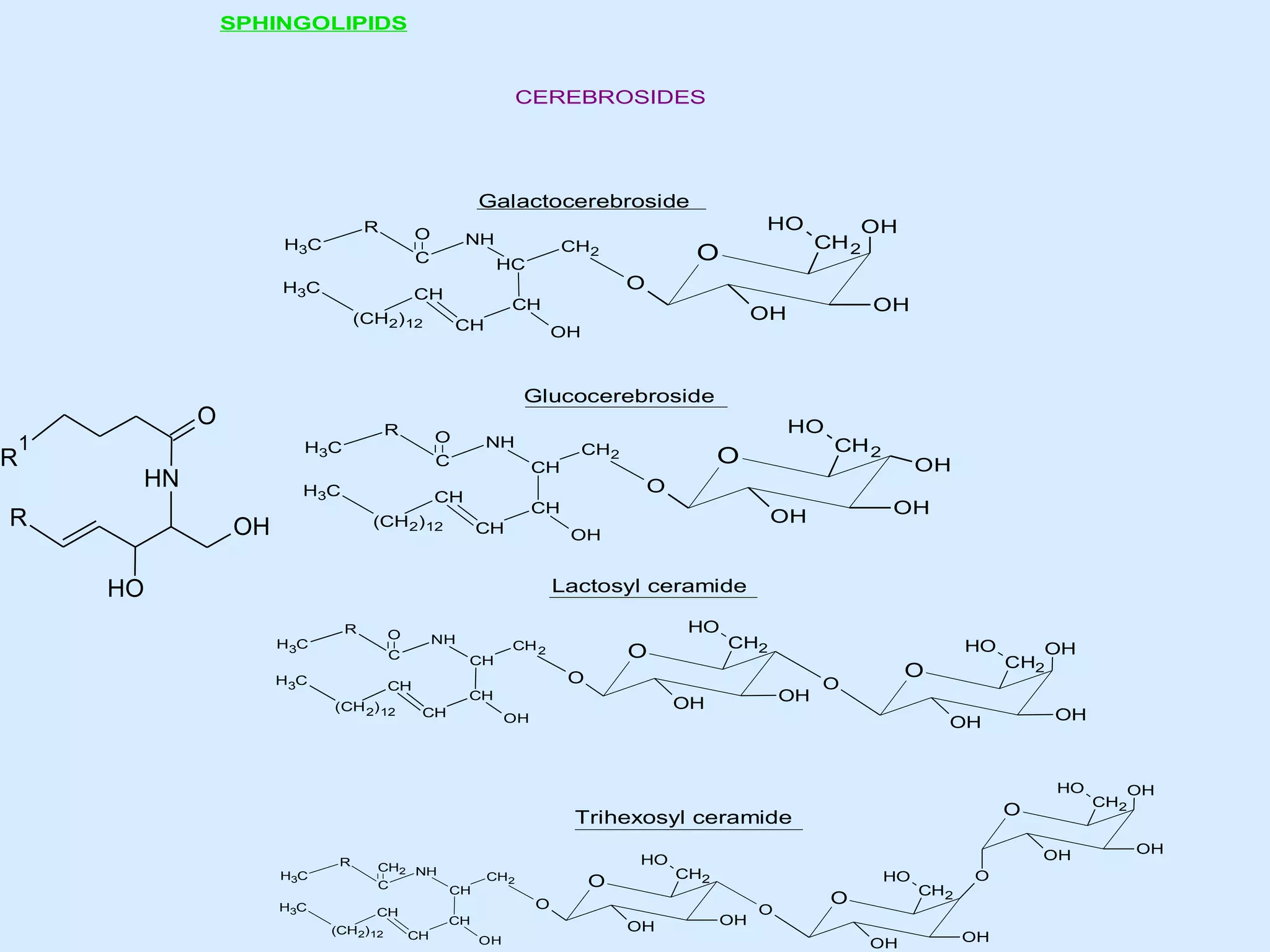 SPHINGOLIPIDS

CEREBROSIDES

Galactocerebroside
R

O

H3C

C

H3C

CH

O

OH
CH 2

O

CH
CH

OH

OH

OH

Glucocerebroside

O

R

1

O

H3C

HN

R

CH2

HC

(CH2) 12

R

HO

NH

C

H3C

CH

CH

CH2

O

CH

OH
OH

OH

OH

HO

CH 2

O

CH

(CH 2) 12

OH

HO

NH

Lactosyl ceramide
R

O

H3C

C

H3C

CH

CH 2

O

CH2

O

CH
(CH 2) 12

HO

NH

CH
CH

OH

OH

OH

HO

O

O

OH
CH2
OH

OH

HO

O

Trihexosyl ceramide
R
H3C
H3C

CH2 NH
C
CH

(CH 2)12

HO
CH

CH2

HO

O

CH
CH

O

OH
CH2

OH

OH

OH

O

O
OH

CH2

O

OH

OH
CH2
OH

 