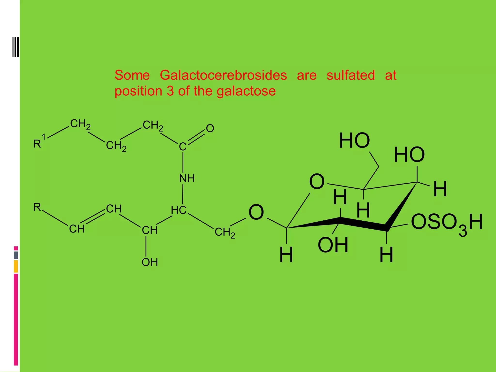 Some Galactocerebrosides are sulfated at
position 3 of the galactose
CH2
R

1

CH2
CH2

O

HO

C

O

NH
R

CH
CH

O

HC
CH
OH

CH2

H

H

OH

HO
H

H

OSO3H
H

 