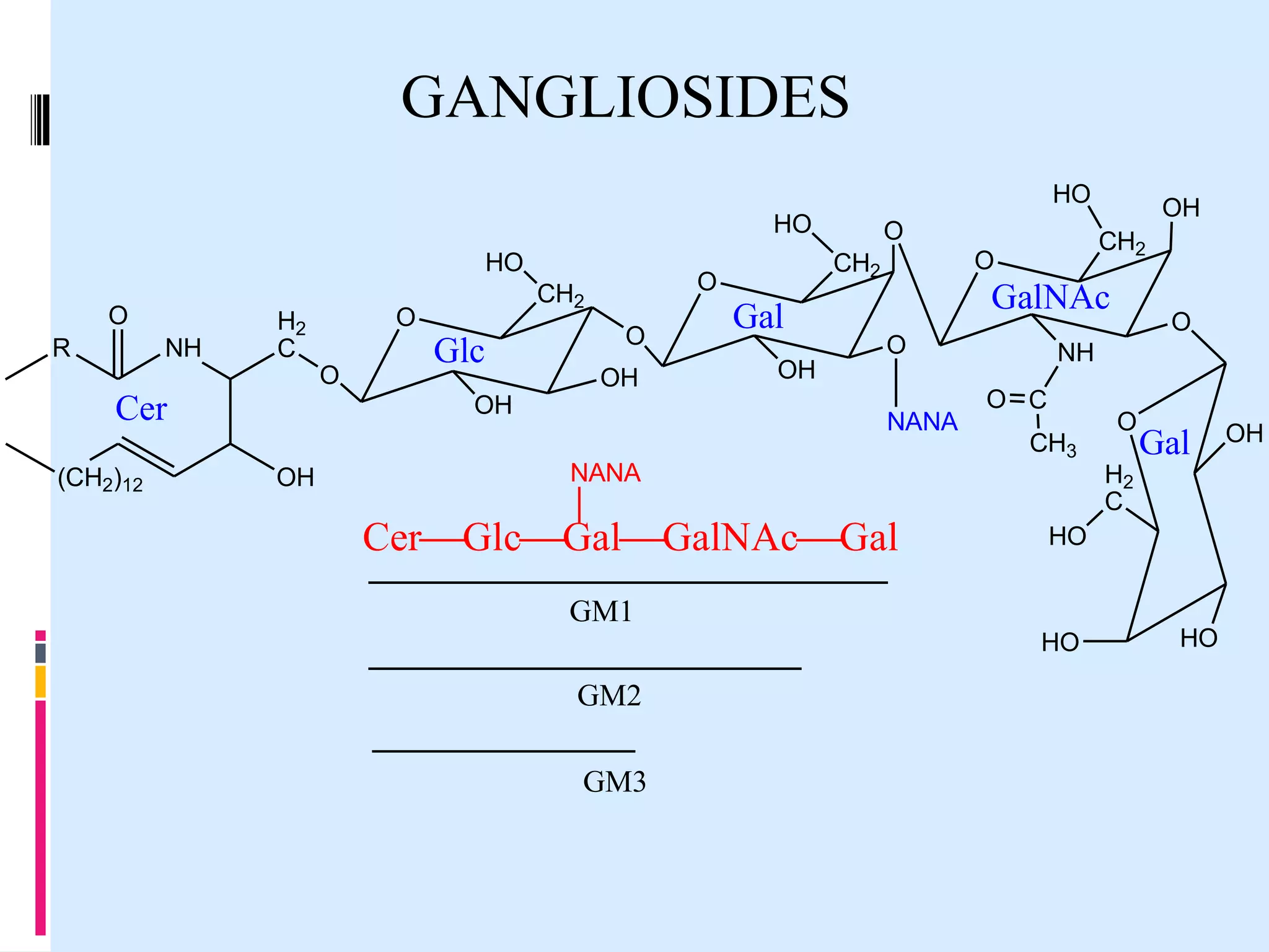 GANGLIOSIDES
HO
HO
HO
O
R

NH

H2
C

Cer
(CH2)12

O
O

Glc
OH

OH

O
OH

Gal
OH

GalNAc
O
NANA

NANA

CerGlcGalGalNAcGal

O C
CH3

O
H2
C

Gal

HO

HO

GM3

O

NH

GM1
GM2

OH
CH2

O

CH2

O

CH2

O

HO

OH

 