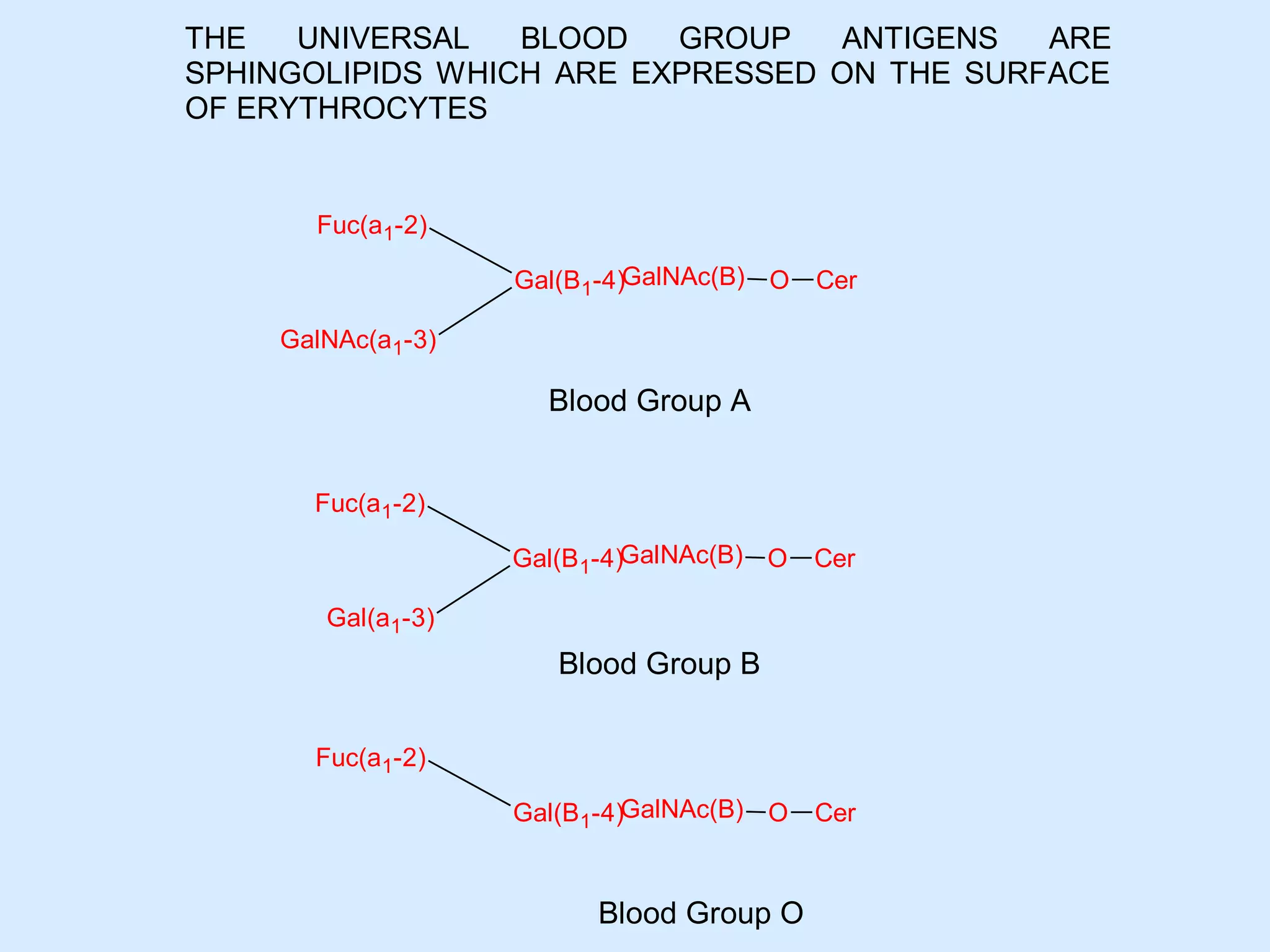 THE
UNIVERSAL
BLOOD
GROUP
ANTIGENS
ARE
SPHINGOLIPIDS WHICH ARE EXPRESSED ON THE SURFACE
OF ERYTHROCYTES

Fuc(a1-2)
Gal(B1-4)GalNAc(B) O

Cer

GalNAc(a1-3)

Blood Group A
Fuc(a1-2)
Gal(B1-4)GalNAc(B) O

Cer

Gal(a1-3)

Blood Group B
Fuc(a1-2)
Gal(B1-4)GalNAc(B) O

Blood Group O

Cer

 