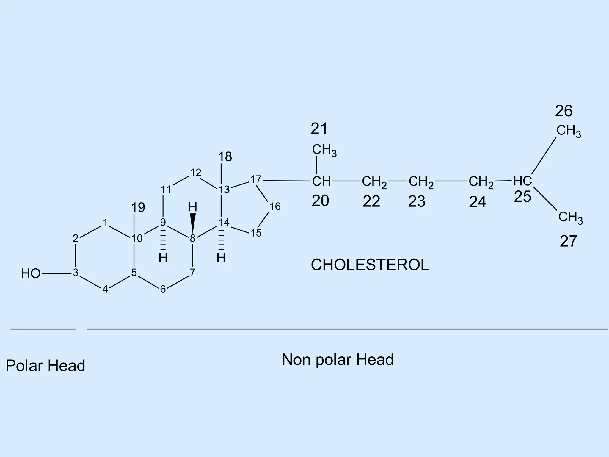 26

21
CH3

18
12
11

2

9
10

3

8

5
4

Polar Head

H
7

CH
16

14

H
HO

17

H

19
1

13

CH3
CH2

CH2

CH2

20

22

23

24

15

HC

25

CH3

27
CHOLESTEROL

6

Non polar Head

 