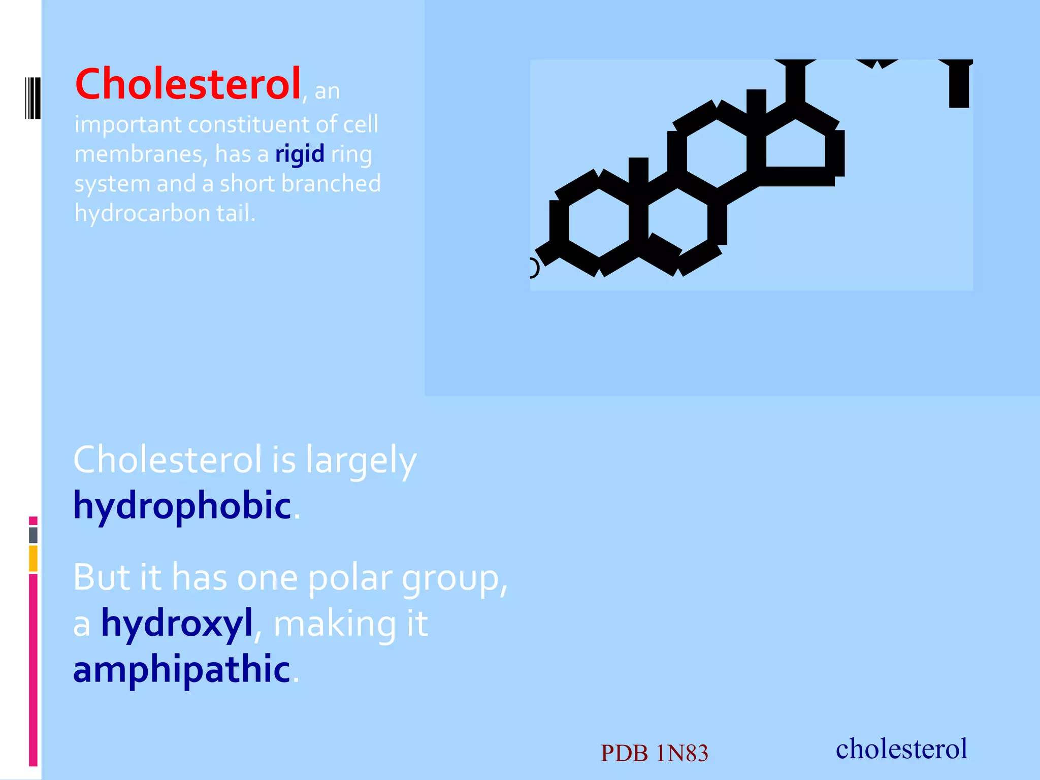 Cholesterol, an

important constituent of cell
membranes, has a rigid ring
system and a short branched
hydrocarbon tail.

HO

Cholesterol

Cholesterol is largely
hydrophobic.
But it has one polar group,
a hydroxyl, making it
amphipathic.
PDB 1N83

cholesterol

 