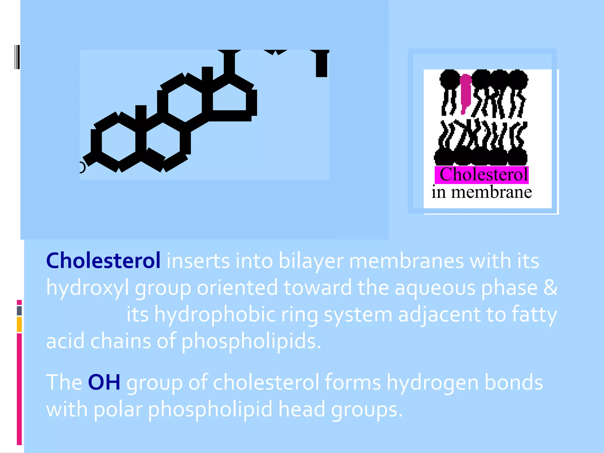 HO

Cholesterol

Cholesterol
in membrane

Cholesterol inserts into bilayer membranes with its
hydroxyl group oriented toward the aqueous phase &
its hydrophobic ring system adjacent to fatty
acid chains of phospholipids.
The OH group of cholesterol forms hydrogen bonds
with polar phospholipid head groups.

 