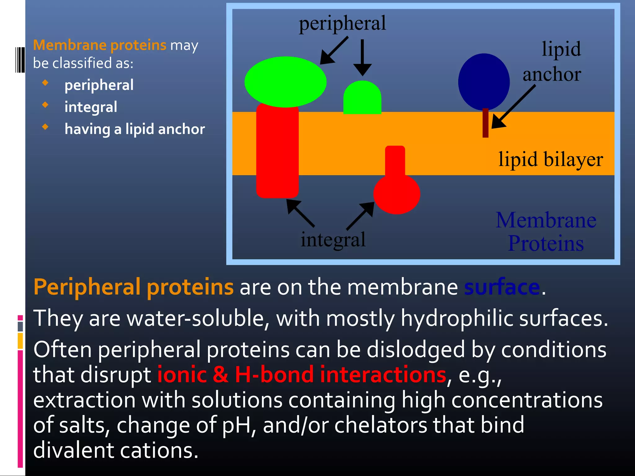 peripheral
Membrane proteins may
be classified as:
 peripheral
 integral
 having a lipid anchor

lipid
anchor

lipid bilayer

integral

Membrane
Proteins

Peripheral proteins are on the membrane surface.
They are water-soluble, with mostly hydrophilic surfaces.
Often peripheral proteins can be dislodged by conditions
that disrupt ionic & H-bond interactions, e.g.,
extraction with solutions containing high concentrations
of salts, change of pH, and/or chelators that bind
divalent cations.

 