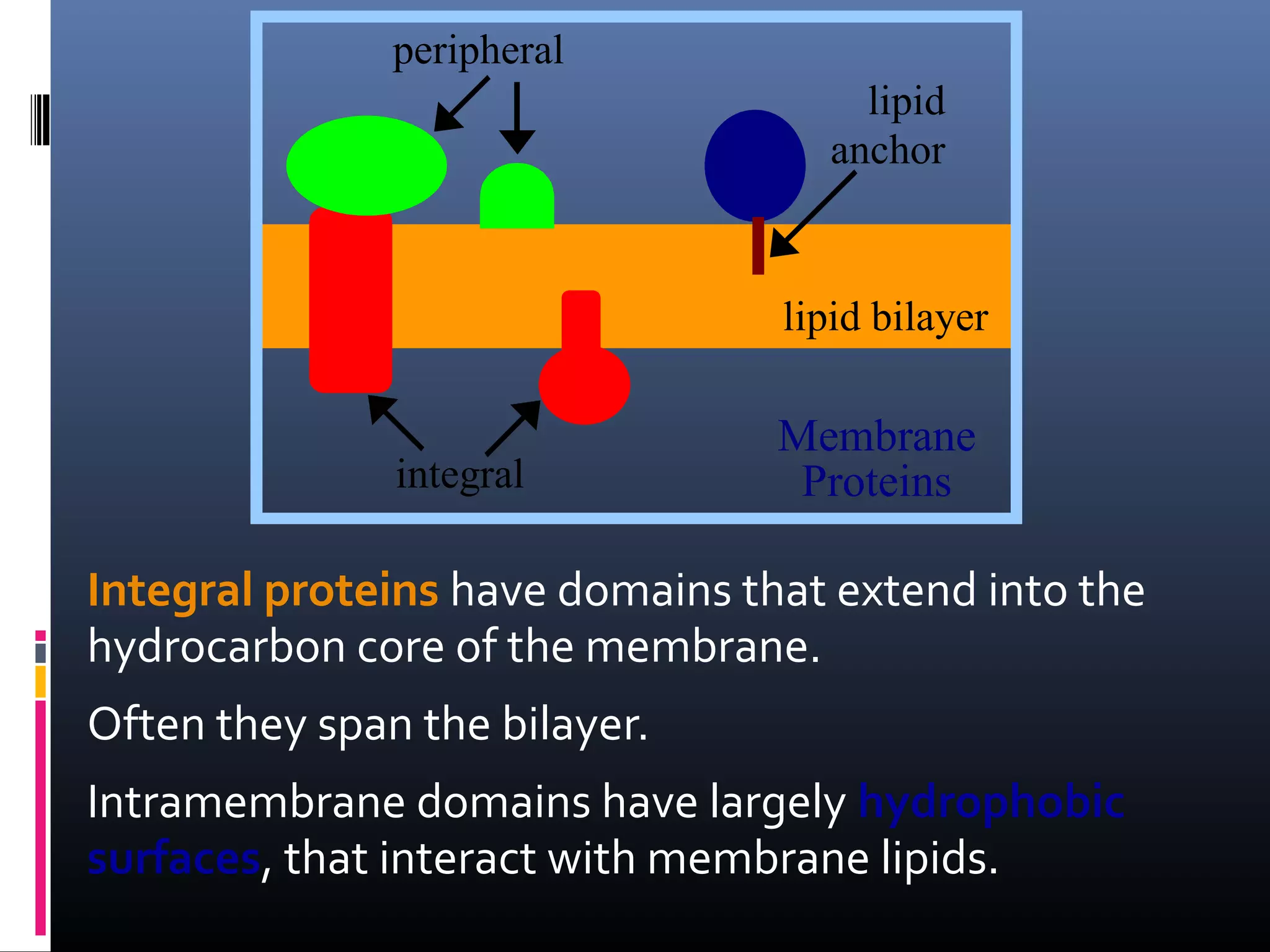 peripheral
lipid
anchor

lipid bilayer

integral

Membrane
Proteins

Integral proteins have domains that extend into the
hydrocarbon core of the membrane.
Often they span the bilayer.
Intramembrane domains have largely hydrophobic
surfaces, that interact with membrane lipids.

 