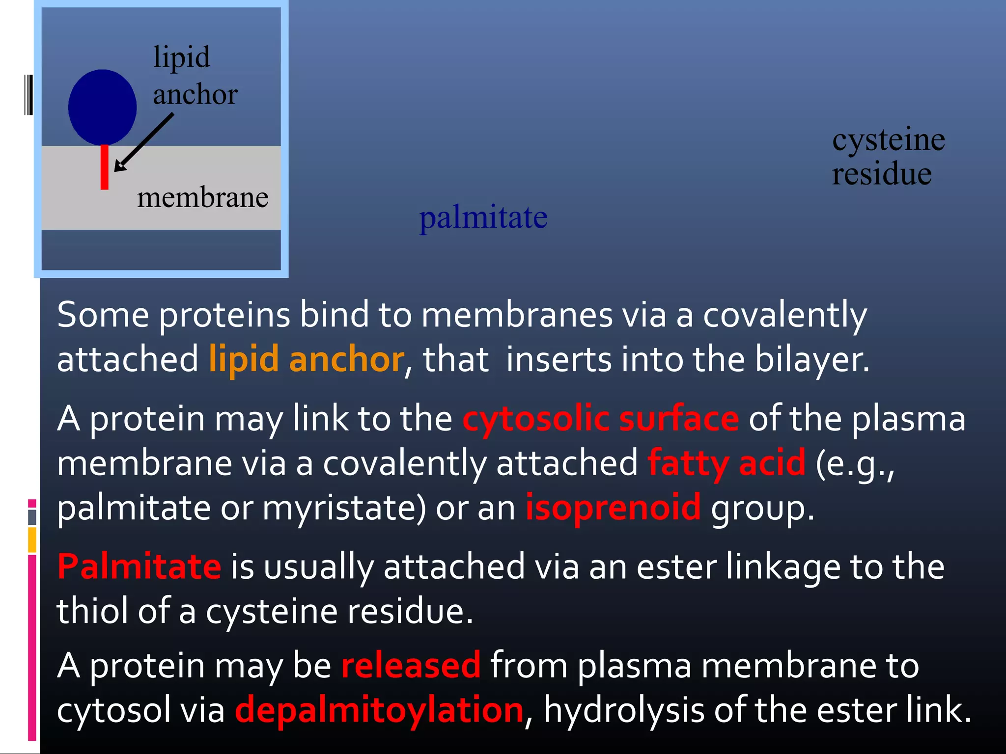 lipid
anchor
membrane

cysteine
residue
palmitate

Some proteins bind to membranes via a covalently
attached lipid anchor, that inserts into the bilayer.
A protein may link to the cytosolic surface of the plasma
membrane via a covalently attached fatty acid (e.g.,
palmitate or myristate) or an isoprenoid group.
Palmitate is usually attached via an ester linkage to the
thiol of a cysteine residue.
A protein may be released from plasma membrane to
cytosol via depalmitoylation, hydrolysis of the ester link.

 