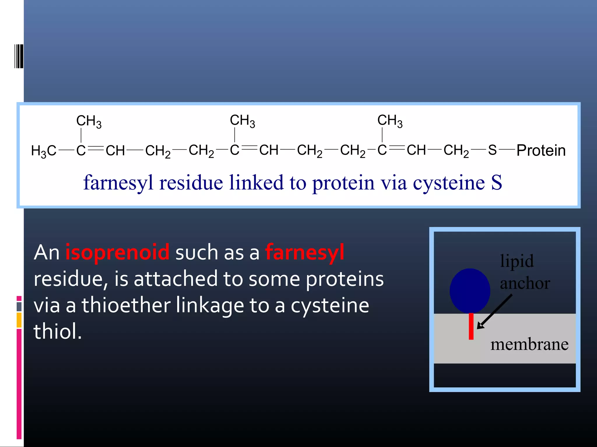 CH3

CH3
H3C

C

CH

CH2

CH2

C

CH3
CH

CH2

CH2 C

CH

CH2

Protein

S

farnesyl residue linked to protein via cysteine S

An isoprenoid such as a farnesyl
residue, is attached to some proteins
via a thioether linkage to a cysteine
thiol.

lipid
anchor
membrane

 