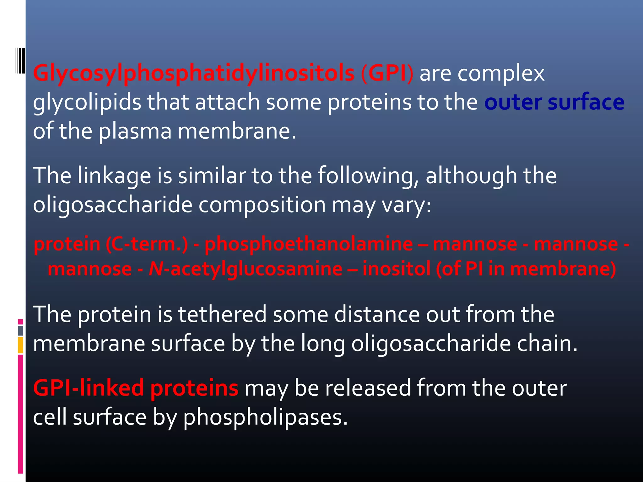 Glycosylphosphatidylinositols (GPI) are complex
glycolipids that attach some proteins to the outer surface
of the plasma membrane.
The linkage is similar to the following, although the
oligosaccharide composition may vary:
protein (C-term.) - phosphoethanolamine – mannose - mannose mannose - N-acetylglucosamine – inositol (of PI in membrane)

The protein is tethered some distance out from the
membrane surface by the long oligosaccharide chain.
GPI-linked proteins may be released from the outer
cell surface by phospholipases.

 