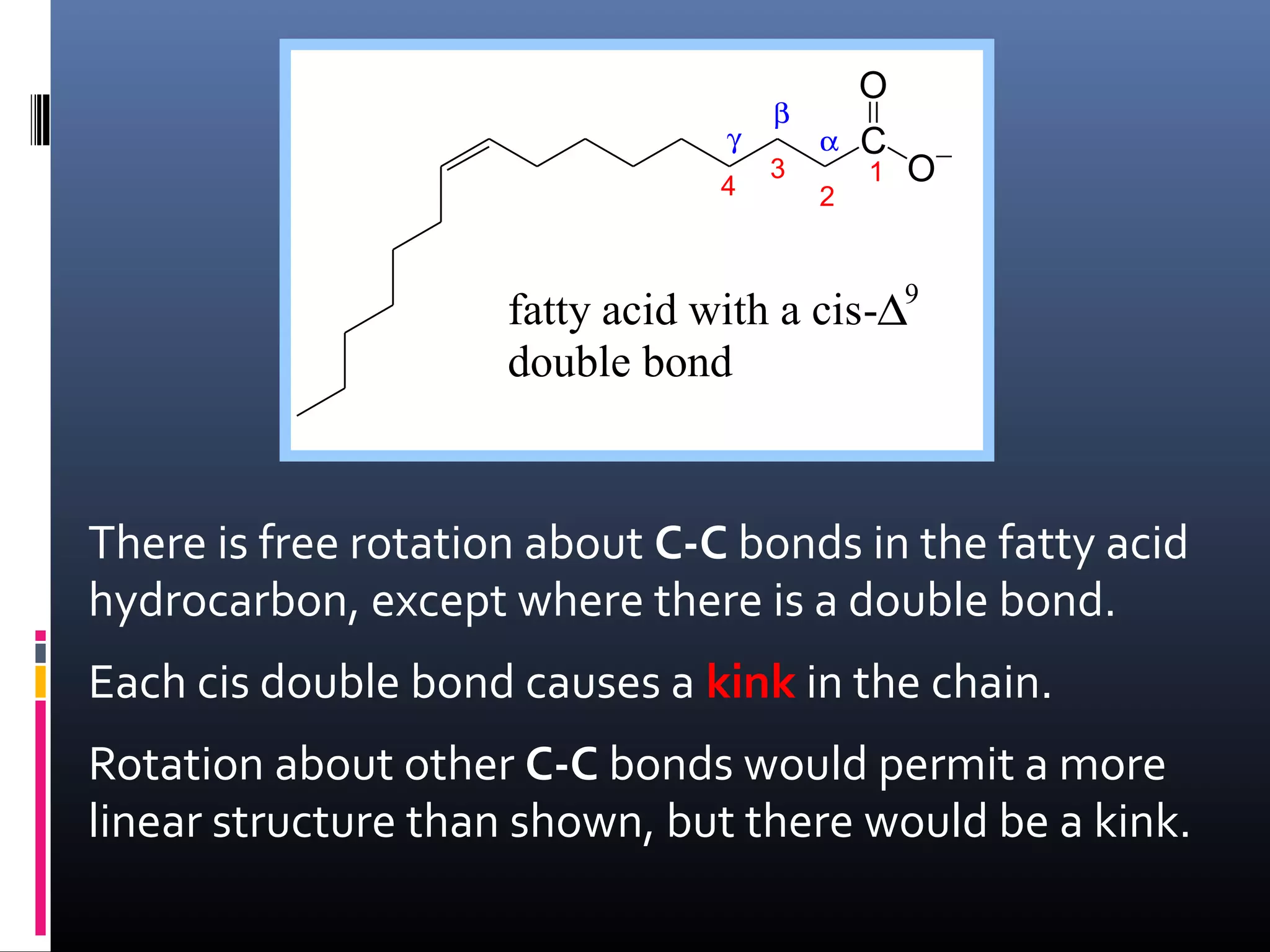 γ
4

β
3

α
2

O
C
1

O−

fatty acid with a cis-∆9
double bond

There is free rotation about C-C bonds in the fatty acid
hydrocarbon, except where there is a double bond.
Each cis double bond causes a kink in the chain.
Rotation about other C-C bonds would permit a more
linear structure than shown, but there would be a kink.

 