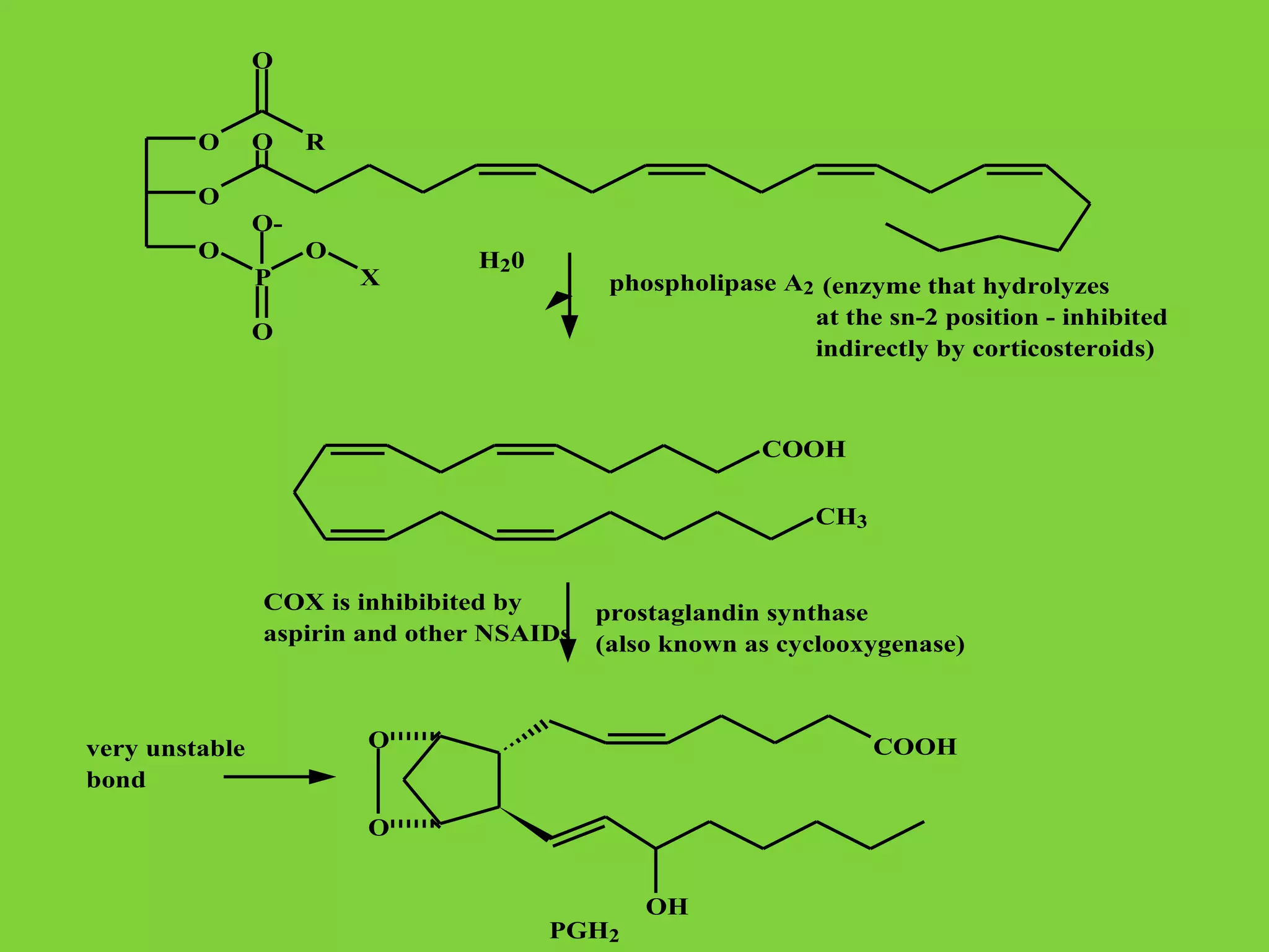 O
O

O

R

O
OO

O
P

X

H20

phospholipase A2 (enzyme that hydrolyzes
at the sn-2 position - inhibited
indirectly by corticosteroids)

O

COOH
CH3
COX is inhibibited by
aspirin and other NSAIDs

very unstable
bond

prostaglandin synthase
(also known as cyclooxygenase)

O

COOH

O

PGH2

OH

 
