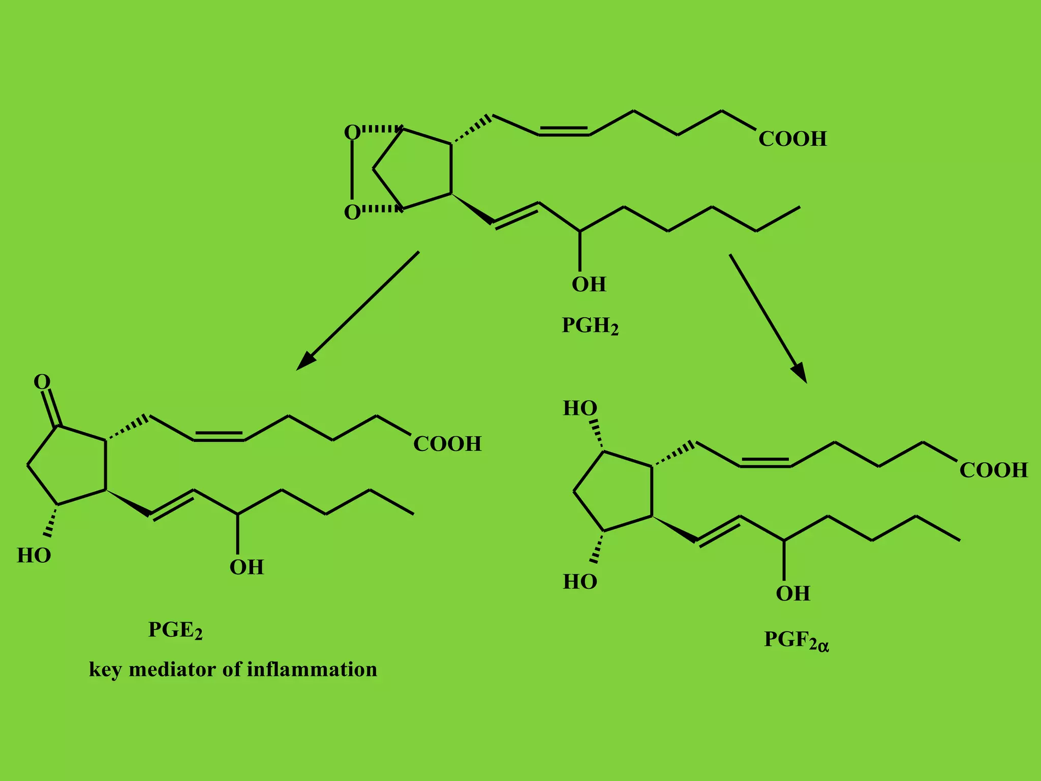 O

COOH

O
OH
PGH2
O
HO
COOH
COOH

HO

OH
PGE2
key mediator of inflammation

HO

OH
PGF2α

 