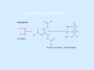 BIOLOGICAL MEMBRANES
O

Triacyl glycerol

HO

HO

CH2

O
C

C
CH2

O

CH2
CH

R1

O

H2 C

OH
OH

HC

CH2

O O

R2

C
H2C

GLYCEROL

O R1
C

CH

C
R2

O

O

O

O
C
R3

TRI ACYL GLYCEROL ( TRIGLYCERIDE)

R3

 