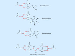 O
O
R

CH2 O O

R

O

HC
CH2 O

CH2

P
O

OH

Phosphotidyl serine

NH2

HC
COOH

O
O
R

CH2 O O

R

O

HC
CH2 O

HO

P

O

OH

CH

OH

CH

Phosphotidyl Inositol

CH

CH

CH
CH

HO

OH

OH

O
O
R

CH 2 O O

R

O

HC

HC

P

CH 2 O

HO

OH

OH

O

Phosphatidyl glycerol

CH2
HC
OH

O

O

O
R

R

CH2 O O
O

HC
CH2 O

O
OH

R

HC

P
OH

O

CH2
HC
OH

O O

CH

P
O

CH2

O
HO

Diphosphatidylglycerol (cardiolipin)

CH2

O

R

 
