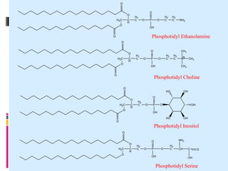 O
O

O
H 2C

H2
C

C
H

O

O

P

H2
C

O

H2
C

NH2

OH

Phosphotidyl Ethanolamine

O
O

O
H2C

C
H

O

O
H2
C

O

CH3

P

H2
C

O

H2
C

OH

O

N

CH3

CH3

Phosphotidyl Choline
O

HO
O

H 2C
O

C
H

OH

O
H2
C

O

O

P

OH

OH
HO

O

OH

Phosphotidyl Inositol
O

O
H2C
O

C
H

NH2

O
H2
C

O

O

P
OH

H2
C

CH

C

O

OH

Phosphotidyl Serine

 