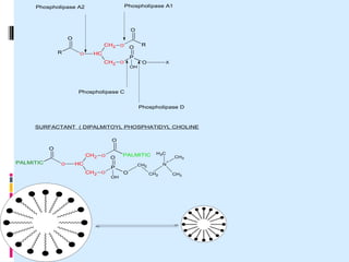 Phospholipase A1

Phospholipase A2

O
O
CH2 O
R

O

HC
CH2 O

O
P
OH

R

O

X

Phospholipase C
Phospholipase D

SURFACTANT ( DIPALMITOYL PHOSPHATIDYL CHOLINE
O
O
CH2 O
PALMITIC

O

HC
CH2 O

O
P
OH

PALMITIC

H3C
N

CH2

O

CH3
+

CH2

CH3

 
