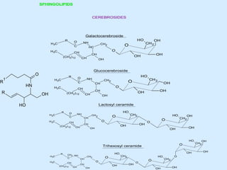 SPHINGOLIPIDS

CEREBROSIDES

Galactocerebroside
R

O

H3C

C

H3C

CH

O

OH
CH 2

O

CH
CH

OH

OH

OH

Glucocerebroside

O

R

1

O

H3C

HN

R

CH2

HC

(CH2) 12

R

HO

NH

C

H3C

CH

CH

CH2

O

CH

OH
OH

OH

OH

HO

CH 2

O

CH

(CH 2) 12

OH

HO

NH

Lactosyl ceramide
R

O

H3C

C

H3C

CH

CH 2

O

CH2

O

CH
(CH 2) 12

HO

NH

CH
CH

OH

OH

OH

HO

O

O

OH
CH2
OH

OH

HO

O

Trihexosyl ceramide
R
H3C
H3C

CH2 NH
C
CH

(CH 2)12

HO
CH

CH2

HO

O

CH
CH

O

OH
CH2

OH

OH

OH

O

O
OH

CH2

O

OH

OH
CH2
OH

 