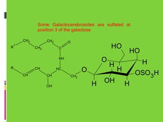 Some Galactocerebrosides are sulfated at
position 3 of the galactose
CH2
R

1

CH2
CH2

O

HO

C

O

NH
R

CH
CH

O

HC
CH
OH

CH2

H

H

OH

HO
H

H

OSO3H
H

 