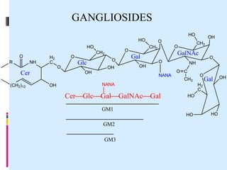 GANGLIOSIDES
HO
HO
HO
O
R

NH

H2
C

Cer
(CH2)12

O
O

Glc
OH

OH

O
OH

Gal
OH

GalNAc
O
NANA

NANA

CerGlcGalGalNAcGal

O C
CH3

O
H2
C

Gal

HO

HO

GM3

O

NH

GM1
GM2

OH
CH2

O

CH2

O

CH2

O

HO

OH

 
