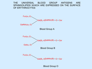 THE
UNIVERSAL
BLOOD
GROUP
ANTIGENS
ARE
SPHINGOLIPIDS WHICH ARE EXPRESSED ON THE SURFACE
OF ERYTHROCYTES

Fuc(a1-2)
Gal(B1-4)GalNAc(B) O

Cer

GalNAc(a1-3)

Blood Group A
Fuc(a1-2)
Gal(B1-4)GalNAc(B) O

Cer

Gal(a1-3)

Blood Group B
Fuc(a1-2)
Gal(B1-4)GalNAc(B) O

Blood Group O

Cer

 