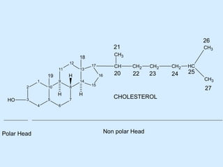 26

21
CH3

18
12
11

2

9
10

3

8

5
4

Polar Head

H
7

CH
16

14

H
HO

17

H

19
1

13

CH3
CH2

CH2

CH2

20

22

23

24

15

HC

25

CH3

27
CHOLESTEROL

6

Non polar Head

 