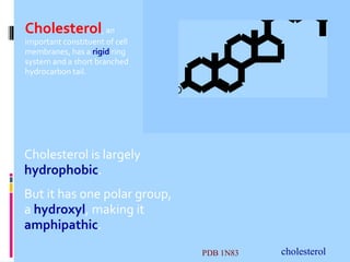 Cholesterol, an

important constituent of cell
membranes, has a rigid ring
system and a short branched
hydrocarbon tail.

HO

Cholesterol

Cholesterol is largely
hydrophobic.
But it has one polar group,
a hydroxyl, making it
amphipathic.
PDB 1N83

cholesterol

 