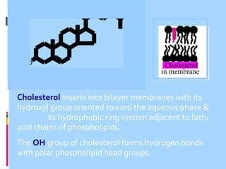 HO

Cholesterol

Cholesterol
in membrane

Cholesterol inserts into bilayer membranes with its
hydroxyl group oriented toward the aqueous phase &
its hydrophobic ring system adjacent to fatty
acid chains of phospholipids.
The OH group of cholesterol forms hydrogen bonds
with polar phospholipid head groups.

 