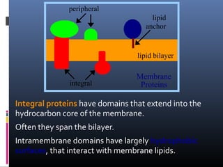 peripheral
lipid
anchor

lipid bilayer

integral

Membrane
Proteins

Integral proteins have domains that extend into the
hydrocarbon core of the membrane.
Often they span the bilayer.
Intramembrane domains have largely hydrophobic
surfaces, that interact with membrane lipids.

 