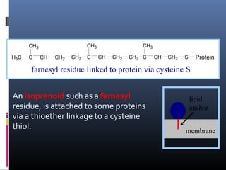 CH3

CH3
H3C

C

CH

CH2

CH2

C

CH3
CH

CH2

CH2 C

CH

CH2

Protein

S

farnesyl residue linked to protein via cysteine S

An isoprenoid such as a farnesyl
residue, is attached to some proteins
via a thioether linkage to a cysteine
thiol.

lipid
anchor
membrane

 