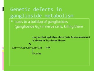Genetic defects in
ganglioside metabolism
 leads to a buildup of gangliosides

(ganglioside GM2) in nerve cells, killing them
enzyme that hydrolyzes here (beta hexosaminodase)
is absent in Tay-Sachs disease

Gal

NAc Gal Gal Glu
NAcNeu

CER

 