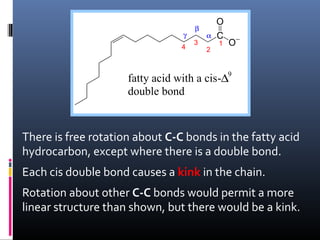 γ
4

β
3

α
2

O
C
1

O−

fatty acid with a cis-∆9
double bond

There is free rotation about C-C bonds in the fatty acid
hydrocarbon, except where there is a double bond.
Each cis double bond causes a kink in the chain.
Rotation about other C-C bonds would permit a more
linear structure than shown, but there would be a kink.

 