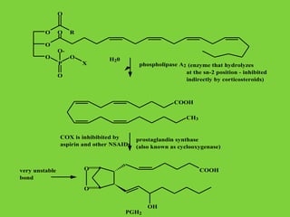 O
O

O

R

O
OO

O
P

X

H20

phospholipase A2 (enzyme that hydrolyzes
at the sn-2 position - inhibited
indirectly by corticosteroids)

O

COOH
CH3
COX is inhibibited by
aspirin and other NSAIDs

very unstable
bond

prostaglandin synthase
(also known as cyclooxygenase)

O

COOH

O

PGH2

OH

 