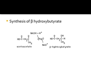 Synthesis of  β  hydroxybutyrate 