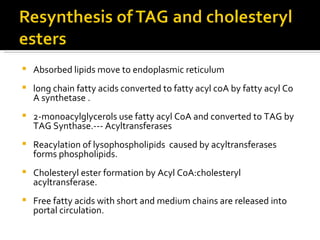 Absorbed lipids move to endoplasmic reticulum  long chain fatty acids converted to fatty acyl coA by fatty acyl Co A synthetase . 2-monoacylglycerols use fatty acyl CoA and converted to TAG by TAG Synthase.--- Acyltransferases Reacylation of lysophospholipids  caused by acyltransferases forms phospholipids. Cholesteryl ester formation by Acyl CoA:cholesteryl  acyltransferase. Free fatty acids with short and medium chains are released into portal circulation. 