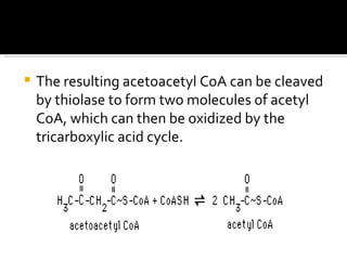 The resulting acetoacetyl CoA can be cleaved by thiolase to form two molecules of acetyl CoA, which can then be oxidized by the tricarboxylic acid cycle.  