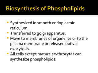 Synthesized in smooth endoplasmic reticulum. Transferred to golgi apparatus. Move to membranes of organelles or to the plasma membrane or released out via exocytosis. All cells except mature erythrocytes can synthesize phospholipids. 