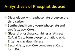 Diacylglycrol with a phosphate group on the third carbon. Synthesized from glycerol phosphate and two fatty acyl CoAs. Glycerol phosphate combines a fatty acyl CoA at C 1 to form Lysophosphatidic acid. Enzyme is acyltransferase. Second fatty acyl CoA combines at C2 to form PA. 