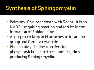 Palmitoyl CoA condenses with Serine. It is an NADPH requiring reaction and results in the formation of Sphinganine. A long chain fatty acid attaches to its amino group and forms a ceramide. Phosphatidylcholine transfers its phosphorylcholine to the ceramide , thus producing Sphingomyelin. 