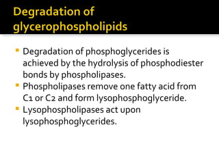 Degradation of phosphoglycerides is achieved by the hydrolysis of phosphodiester bonds by phospholipases. Phospholipases remove one fatty acid from C1 or C2 and form lysophosphoglyceride. Lysophospholipases act upon lysophosphoglycerides. 