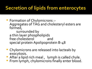 Formation of Chylomicrons :-  Aggregates of TAG and cholesteryl esters are formed,  surrounded by  a thin layer phospholipids  free cholesterol  and  special protein Apolipoprotein B-48 Chylomicrons are released into lacteals by exocytosis. After a lipid rich meal ,  lymph is called chyle. From lymph, chylomicrons finally enter blood. 