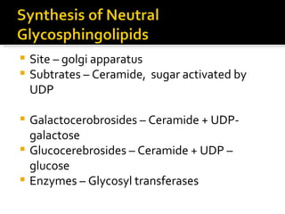 Site – golgi apparatus Subtrates – Ceramide,  sugar activated by UDP Galactocerobrosides – Ceramide + UDP- galactose Glucocerebrosides – Ceramide + UDP – glucose Enzymes – Glycosyl transferases 