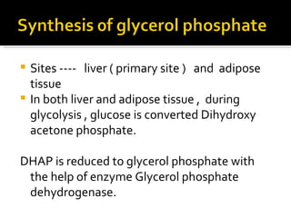 Sites ----  liver ( primary site )  and  adipose tissue In both liver and adipose tissue ,  during glycolysis , glucose is converted Dihydroxy acetone phosphate. DHAP is reduced to glycerol phosphate with the help of enzyme Glycerol phosphate dehydrogenase. 