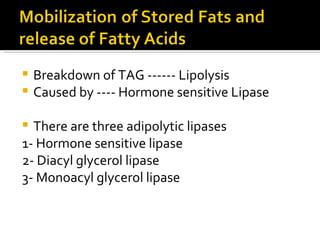Breakdown of TAG ------ Lipolysis Caused by ---- Hormone sensitive Lipase There are three adipolytic lipases 1- Hormone sensitive lipase 2- Diacyl glycerol lipase 3- Monoacyl glycerol lipase 