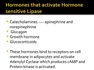 Catecholamines ---- epinephrine and norepinephrine Glucagon Growth hormone Glucocorticoids  These hormones bind to receptors on cell membrane in adipocytes and activate Adenylyl Cyclase which produces cAMP and Protein kinase is activated. 