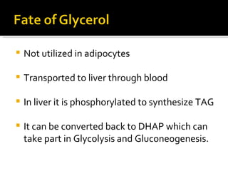 Not utilized in adipocytes Transported to liver through blood In liver it is phosphorylated to synthesize TAG It can be converted back to DHAP which can take part in Glycolysis and Gluconeogenesis. 